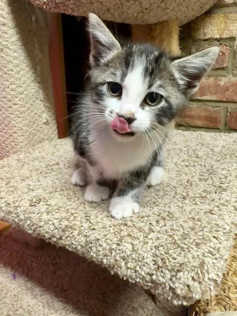 A baby medium-sized male Domestic Short Hair cat named Bilbo for adoption in Pomona, NY