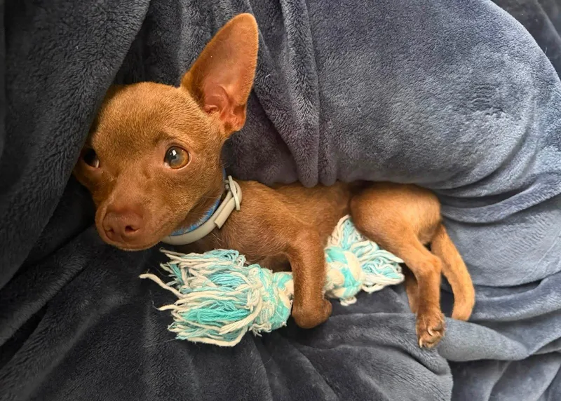 A young medium-sized male Chihuahua dog named Deisel for adoption in Arlington, VA