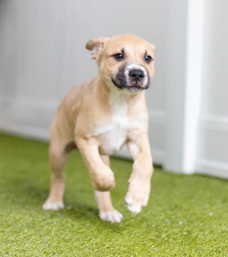 A baby medium-sized female Labrador Retriever dog named Leah for adoption in Bloomfield, CT