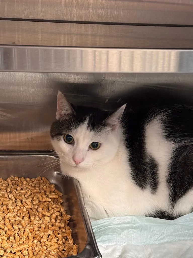 A young medium-sized male Domestic Short Hair cat named Puss for adoption in Shelbyville, TN