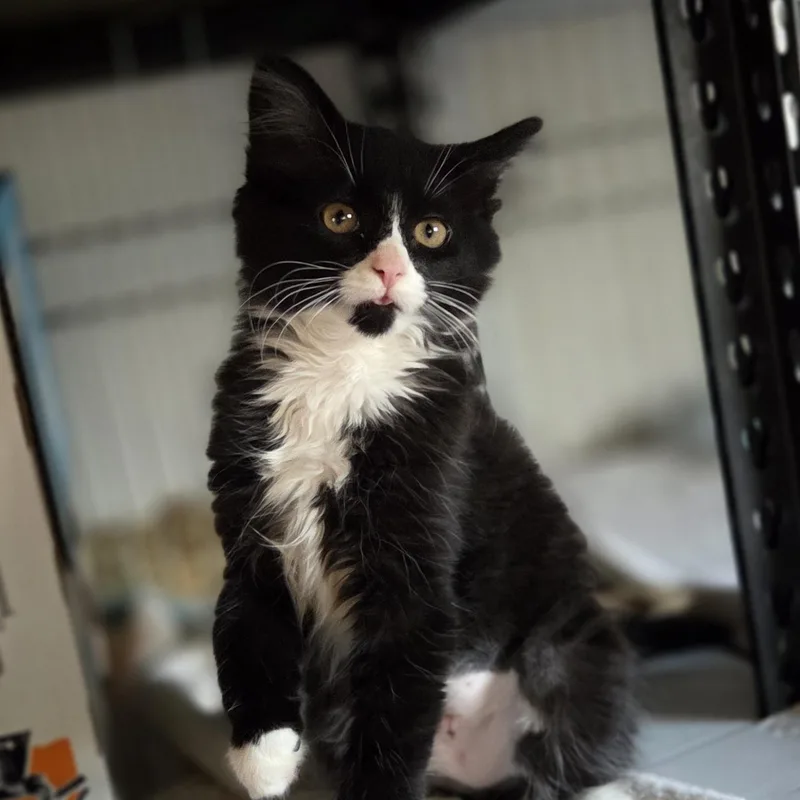 A baby medium-sized female Black & White / Tuxedo Domestic Medium Hair cat named Raspberry for adoption in Wyandotte, MI