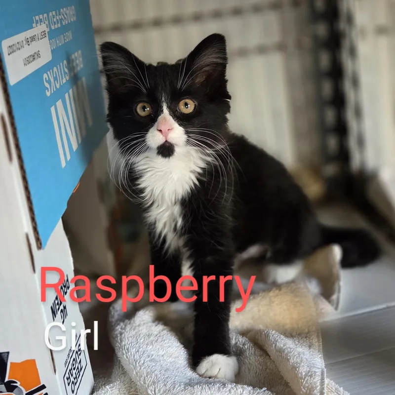 Raspberry thumbnail 3