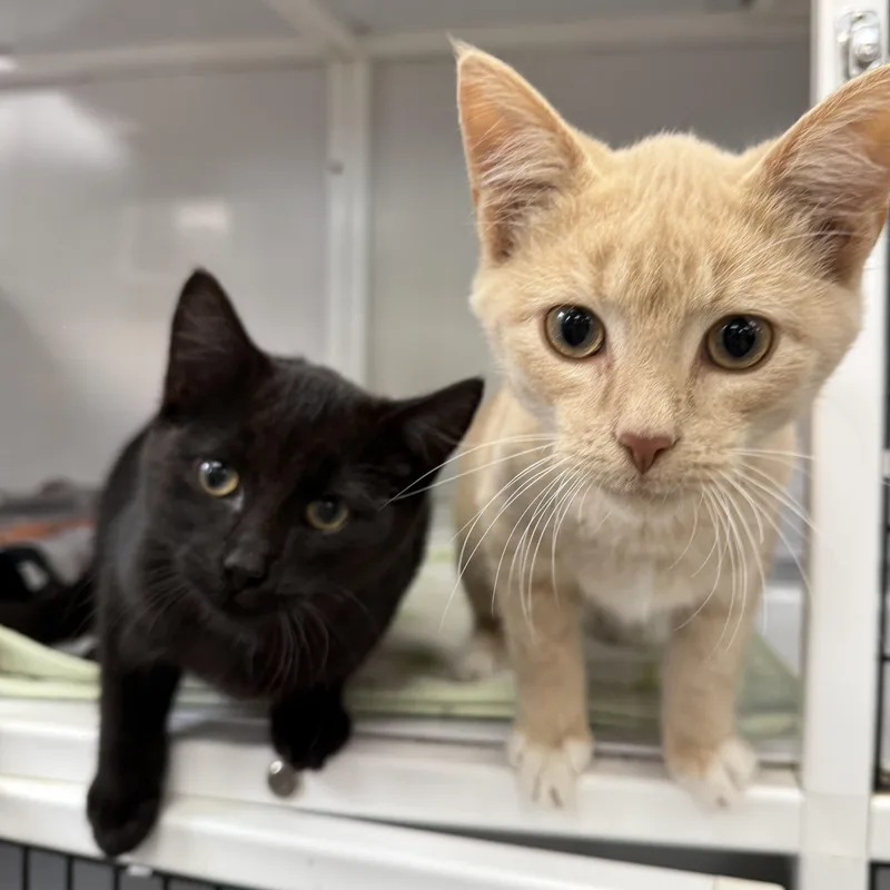 A baby medium-sized female Black Domestic Short Hair cat named Sally for adoption in Oconto, WI