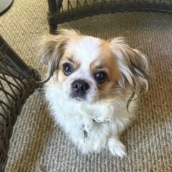 An adult small-sized female Tricolor (Brown, Black, & White) Cavalier King Charles Spaniel dog named Ginger for adoption in Unionville, CT