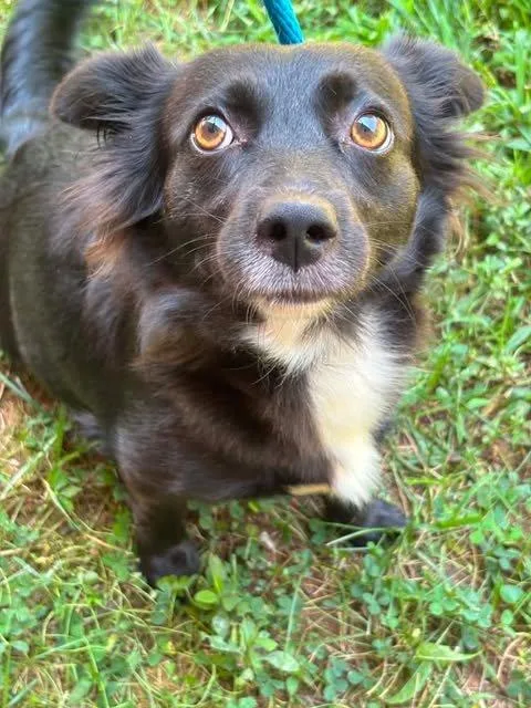 A young small-sized female Black Mixed Breed dog named Rallie for adoption in Raleigh, NC