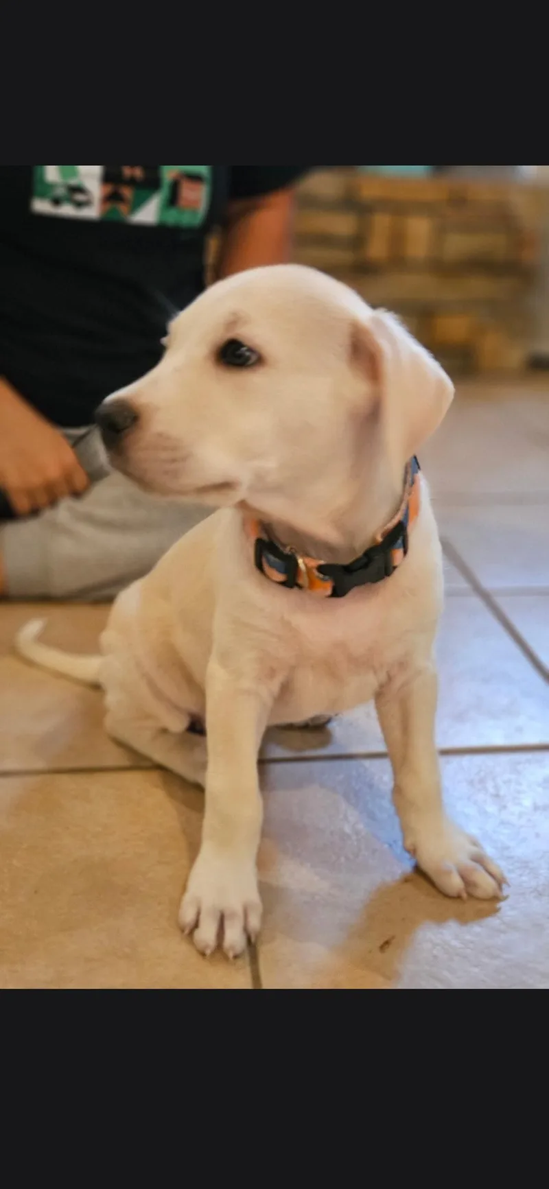 A baby large-sized female Labrador Retriever dog named Snowball for adoption in Plano, TX