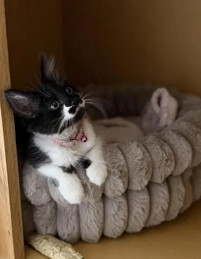 A baby small-sized female Black & White / Tuxedo Domestic Medium Hair cat named Bella for adoption in Liverpool, TX