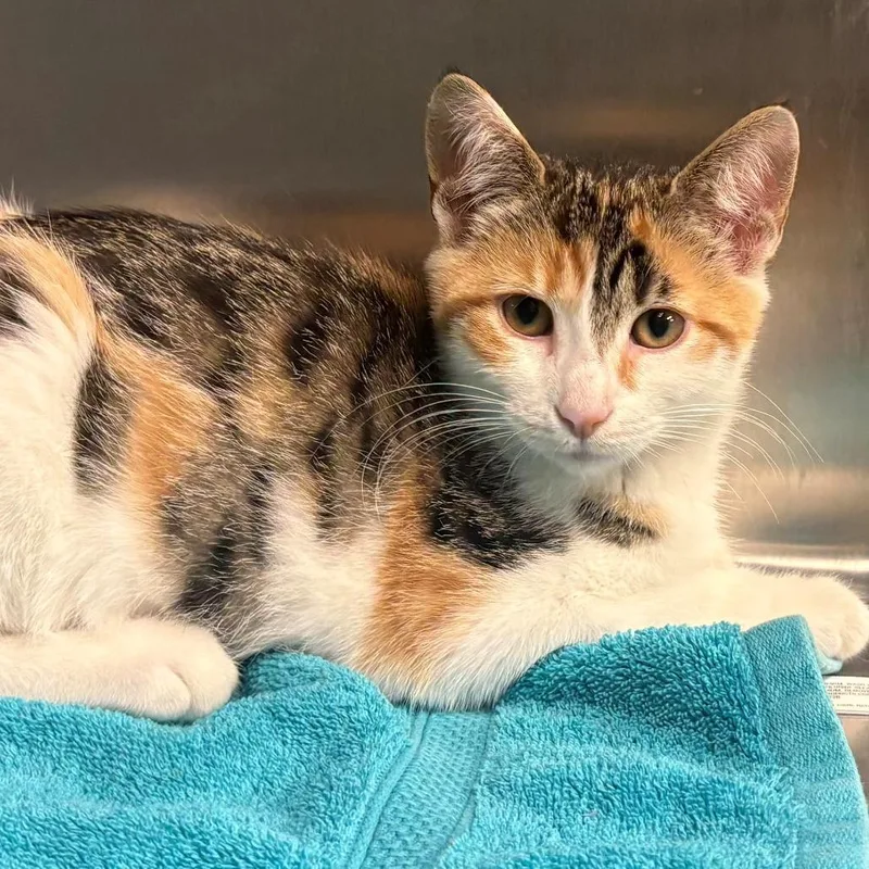A baby small-sized female Torbie Domestic Short Hair cat named Brielle for adoption in East Hanover, NJ