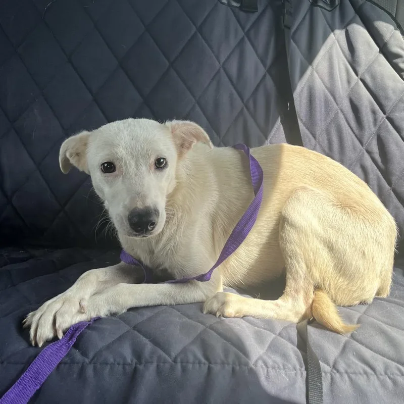 A young medium-sized female White / Cream Mixed Breed dog named Lila for adoption in Lake Jackson, TX