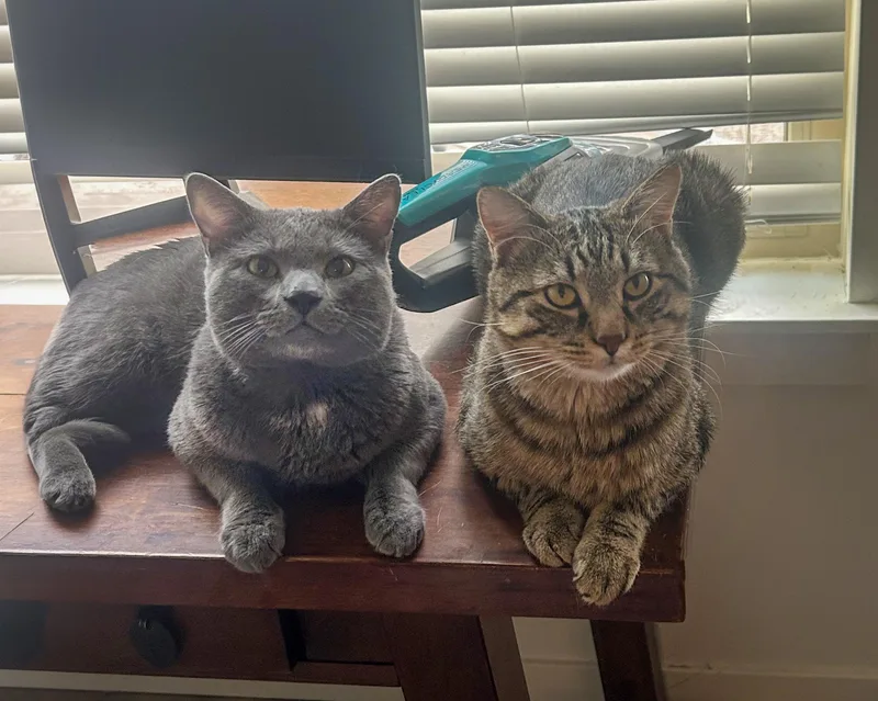 An adult medium-sized male Tabby (Gray / Blue / Silver) Tabby cat named Aj And Mr. Sardines for adoption in Boulder, CO
