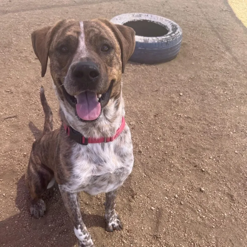An adult large-sized male Brindle Mixed Breed dog named Basilisk for adoption in Georgetown, TX