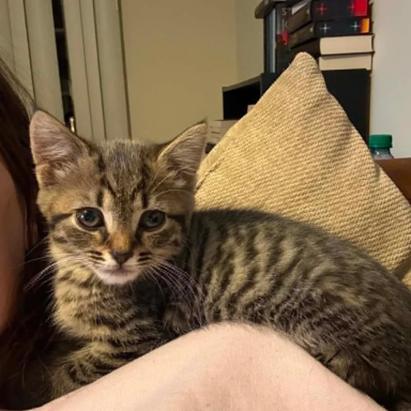 Willow