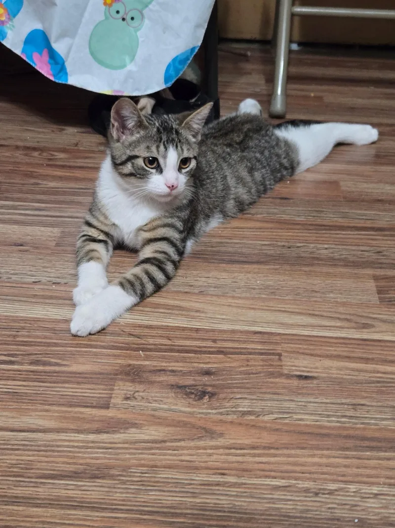 A baby medium-sized male Tabby (Gray / Blue / Silver) Domestic Short Hair cat named Matthew for adoption in Catasauqua, PA