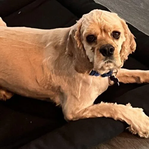 A young small-sized male Yellow / Tan / Blond / Fawn Cocker Spaniel dog named Dj for adoption in Parker, CO