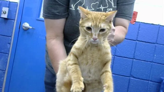 A young medium-sized male Domestic Short Hair cat named Thor for adoption in Albuquerque, NM