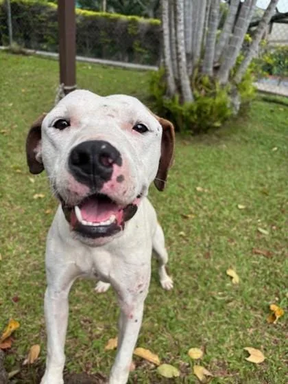 An adult large-sized male Pit Bull Terrier dog named Milkshake for adoption in Honolulu, HI