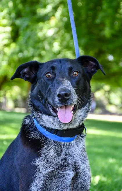 An adult large-sized female Labrador Retriever dog named Lucy for adoption in Yakima, WA