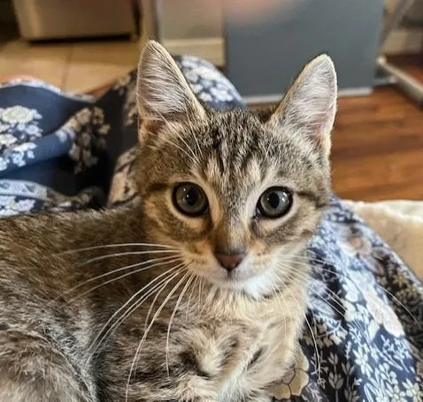 A baby small-sized female Domestic Short Hair cat named Perm for adoption in Magnolia, TX