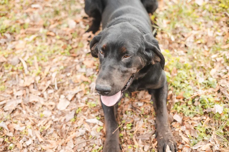 Novatransport thumbnail 3