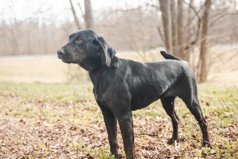 Novatransport thumbnail 5