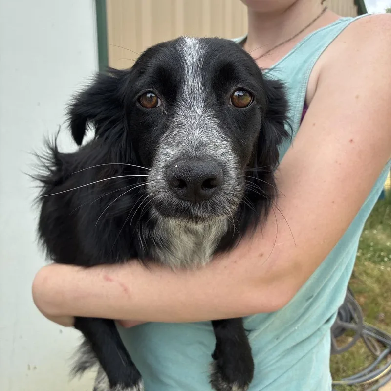 A young medium-sized female Black Australian Shepherd dog named Tina Fey for adoption in Hattiesburg, MS