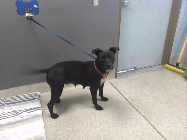 An adult medium-sized female Staffordshire Bull Terrier dog named Momo for adoption in Tallahassee, FL