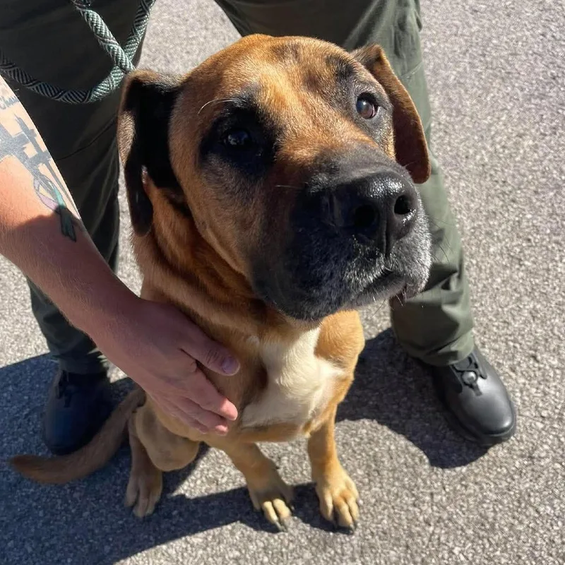 An adult large-sized male Yellow / Tan / Blond / Fawn Mixed Breed dog named Scooby Stray Hold for adoption in Huntington, WV