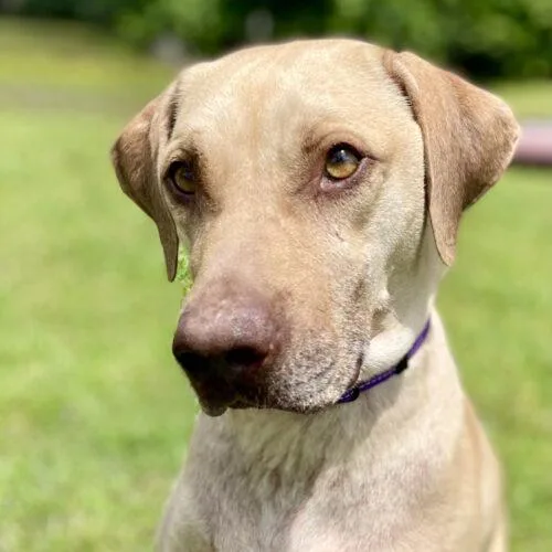 A young large-sized male Apricot / Beige Weimaraner dog named Sounder for adoption in Leesburg, AL