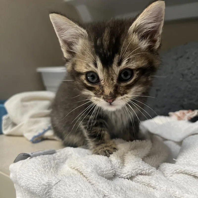 A baby small-sized male Brown / Chocolate Domestic Medium Hair cat named Jet Blue for adoption in Durango, CO
