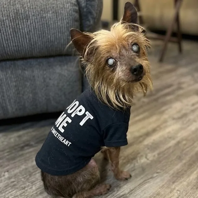 A senior small-sized male Golden Yorkshire Terrier dog named Freddy for adoption in CORPUS CHRISTI, TX