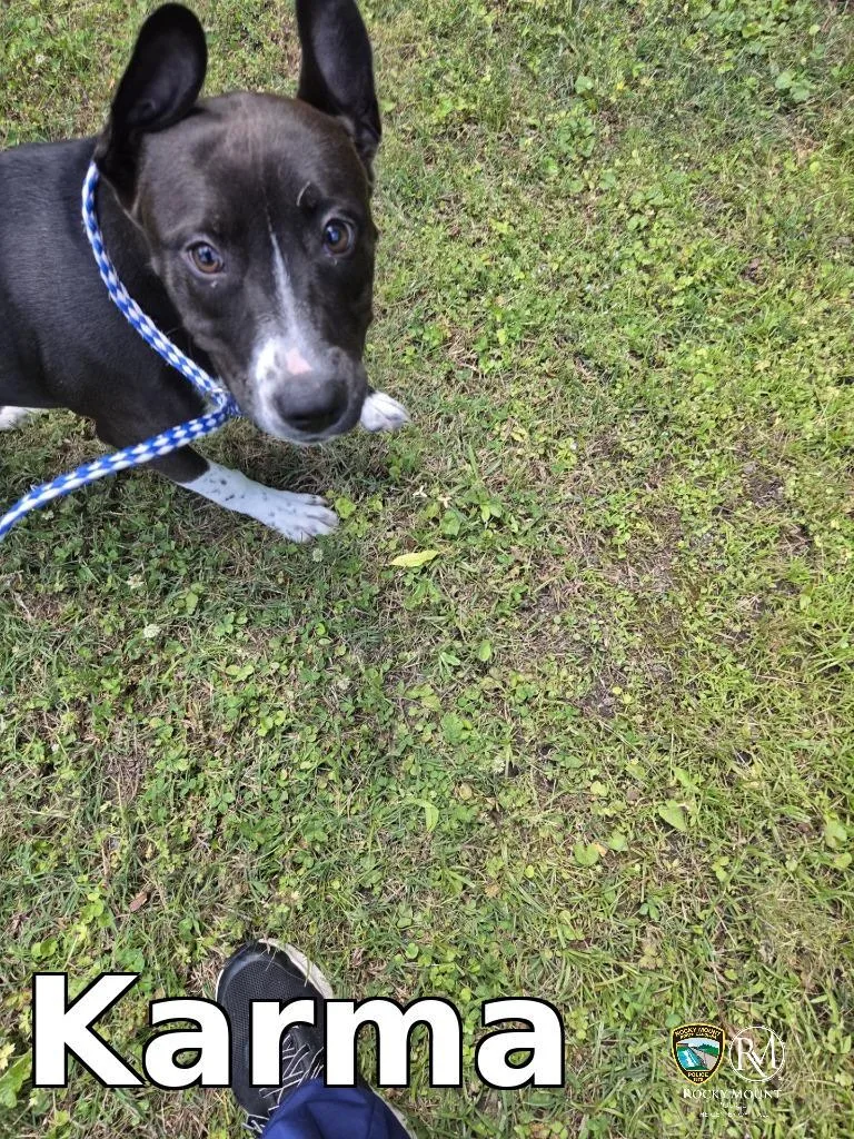 A baby medium-sized female Pit Bull Terrier dog named Karma for adoption in Rocky Mount, NC