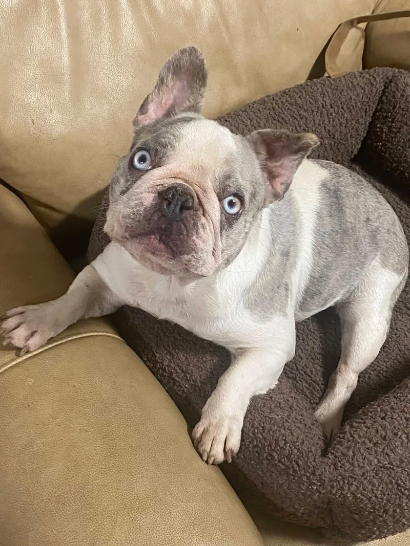 An adult small-sized female French Bulldog dog named Olivia for adoption in Oakland, CA