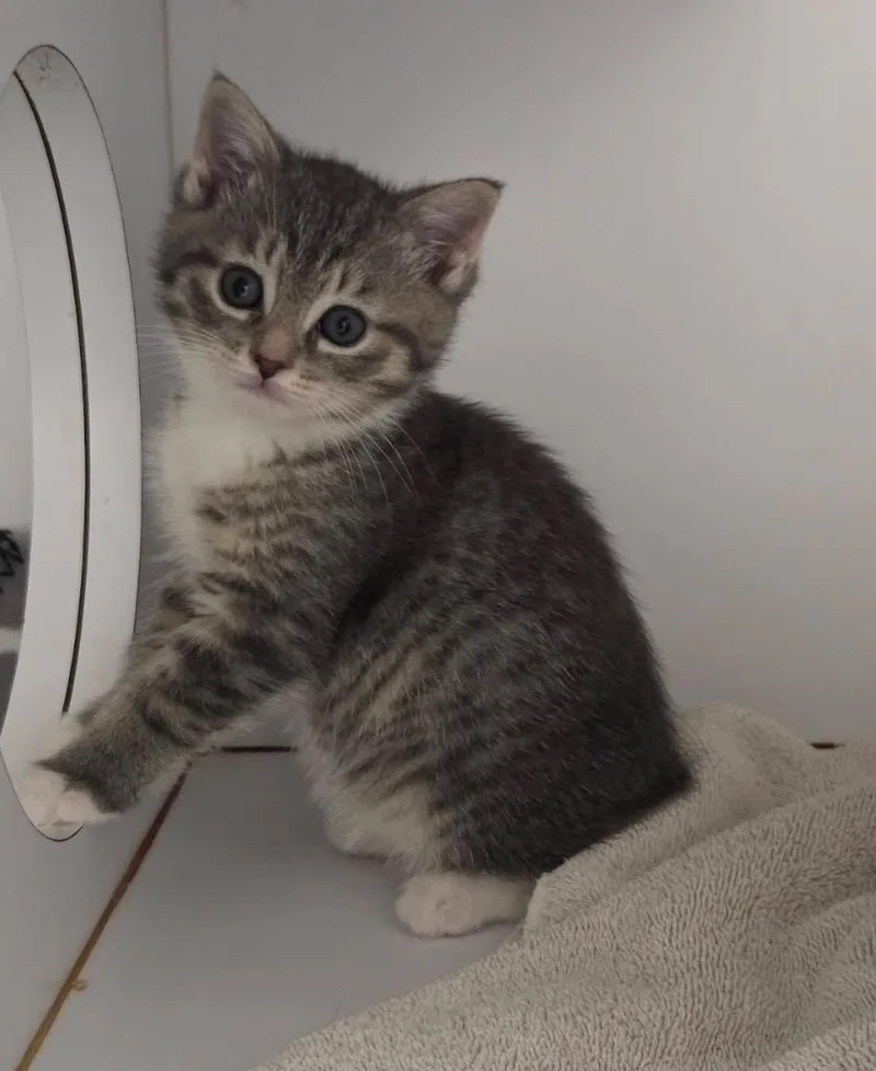 A baby small-sized female Domestic Short Hair cat named Marble for adoption in Liverpool, NY