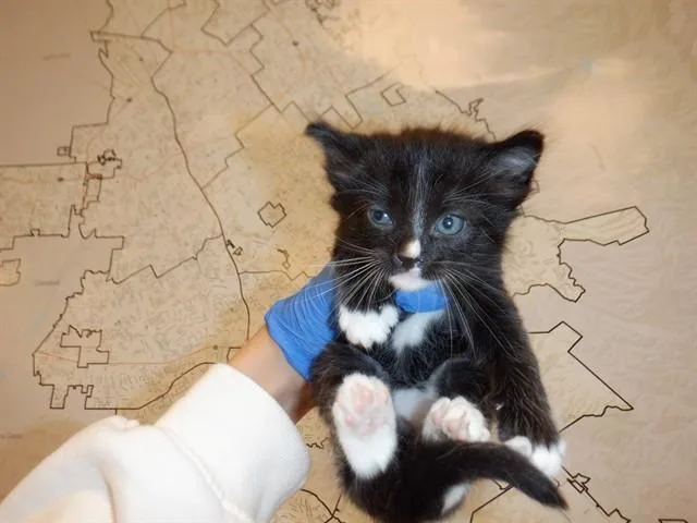 A baby small-sized male Domestic Short Hair cat named Kitava for adoption in San Jose, CA