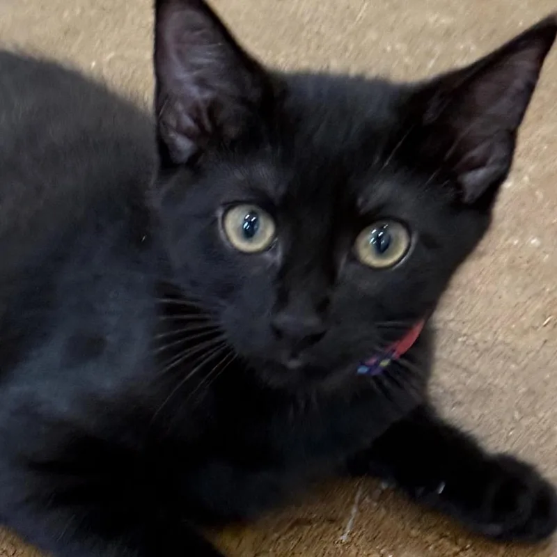A baby small-sized female Black Domestic Short Hair cat named Moesha for adoption in Tuscaloosa, AL