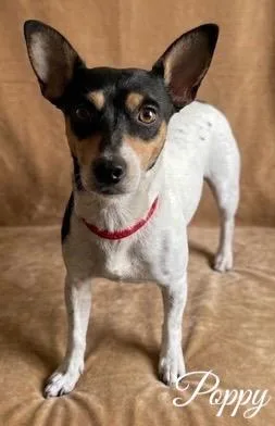 An adult medium-sized female Rat Terrier dog named Poppy for adoption in West Bloomfield, MI