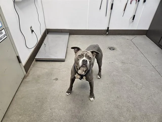 A young large-sized male Pit Bull Terrier dog named Wilson for adoption in Tucson, AZ