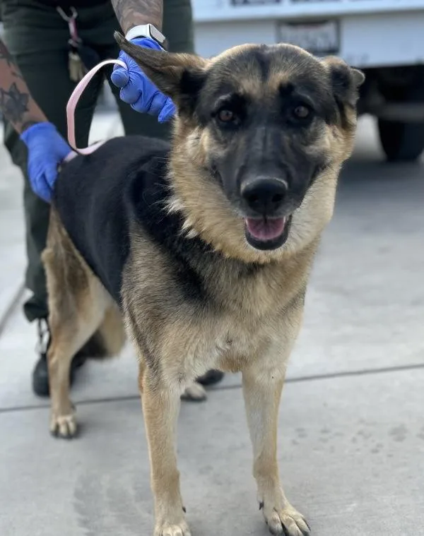 An adult large-sized female German Shepherd Dog dog named Sasha for adoption in Victorville, CA