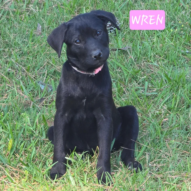 A baby medium-sized female Labrador Retriever dog named Wren for adoption in Alexander, AR