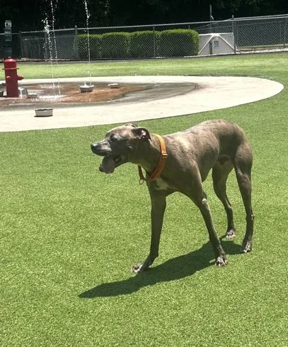 An adult large-sized male Mixed Breed dog named Skipper for adoption in Chamblee, GA