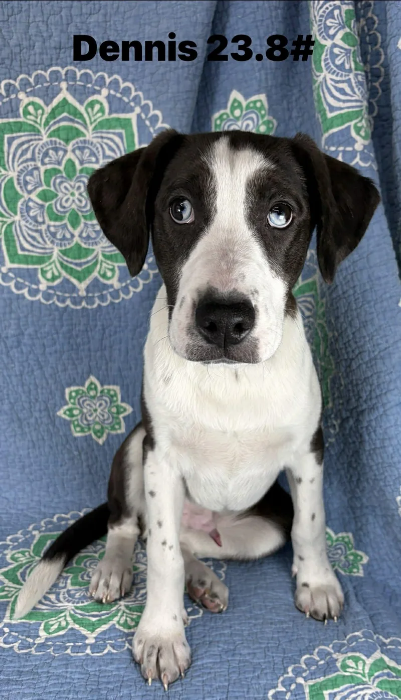 A baby medium-sized male White / Cream Hound dog named Dennis for adoption in New York, NY