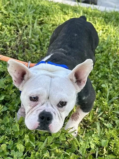 A young medium-sized female English Bulldog dog named Barbie for adoption in Fort Lauderdale, FL