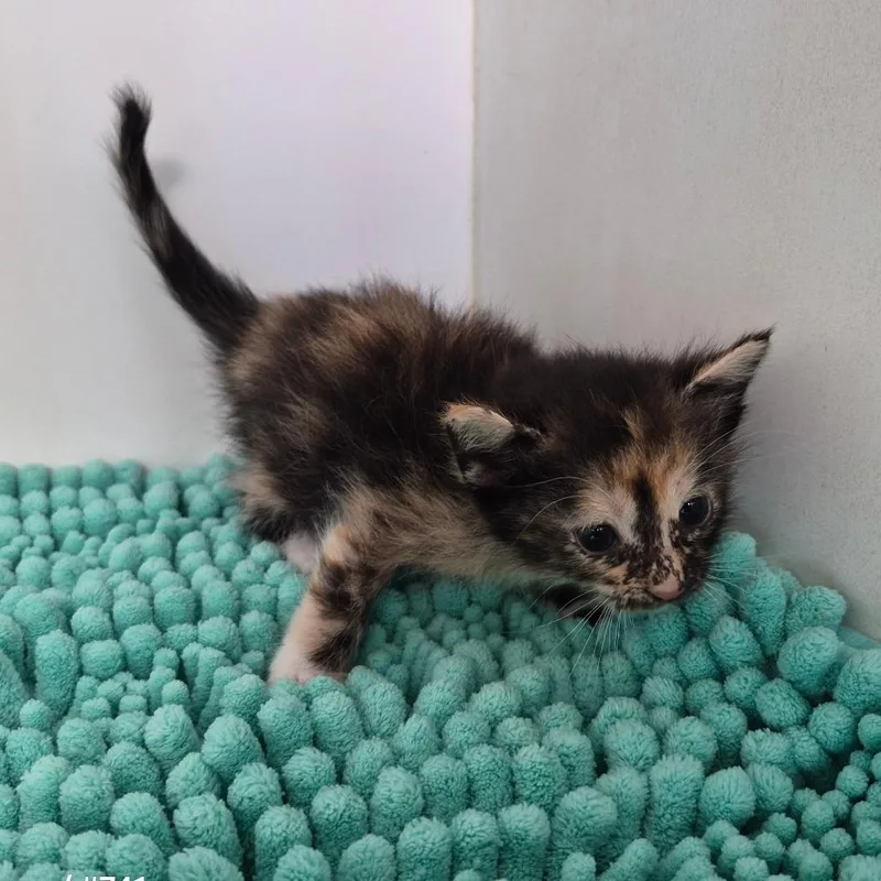 Perdita