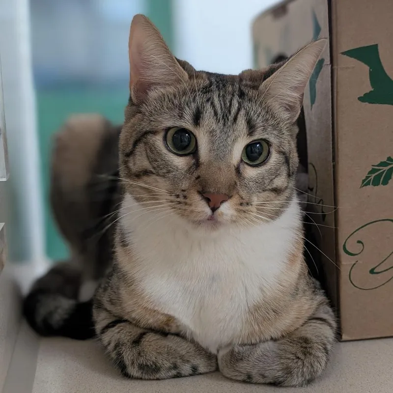 Nova