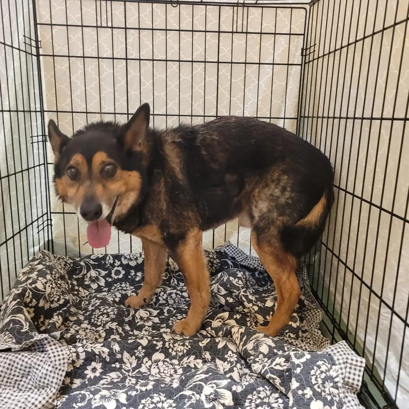An adult small-sized male Black Mixed Breed dog named Melvin for adoption in Memphis, TN
