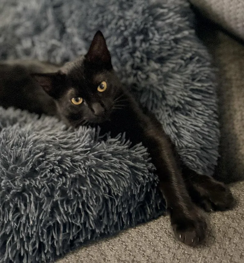 A baby medium-sized female Black Domestic Short Hair cat named Siouxsie for adoption in Glendale, AZ