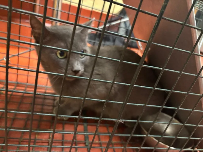 A young medium-sized female Domestic Short Hair cat named Ragan for adoption in Douglasville, GA
