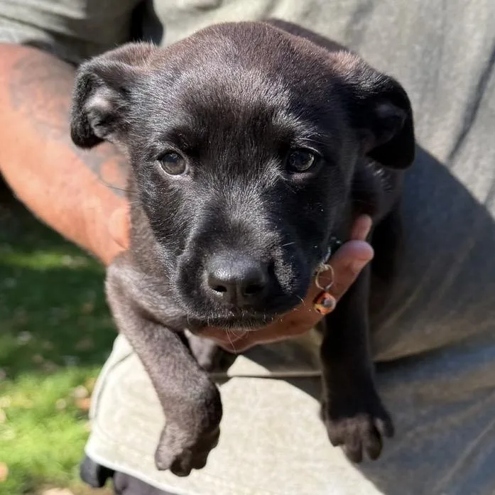 A baby small-sized male Black Mixed Breed dog named Robinson for adoption in Buffalo, MN