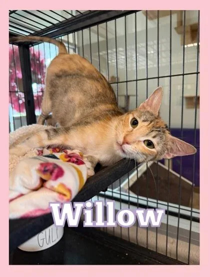 A young medium-sized female Domestic Short Hair cat named Willow for adoption in Bridgewater, NJ