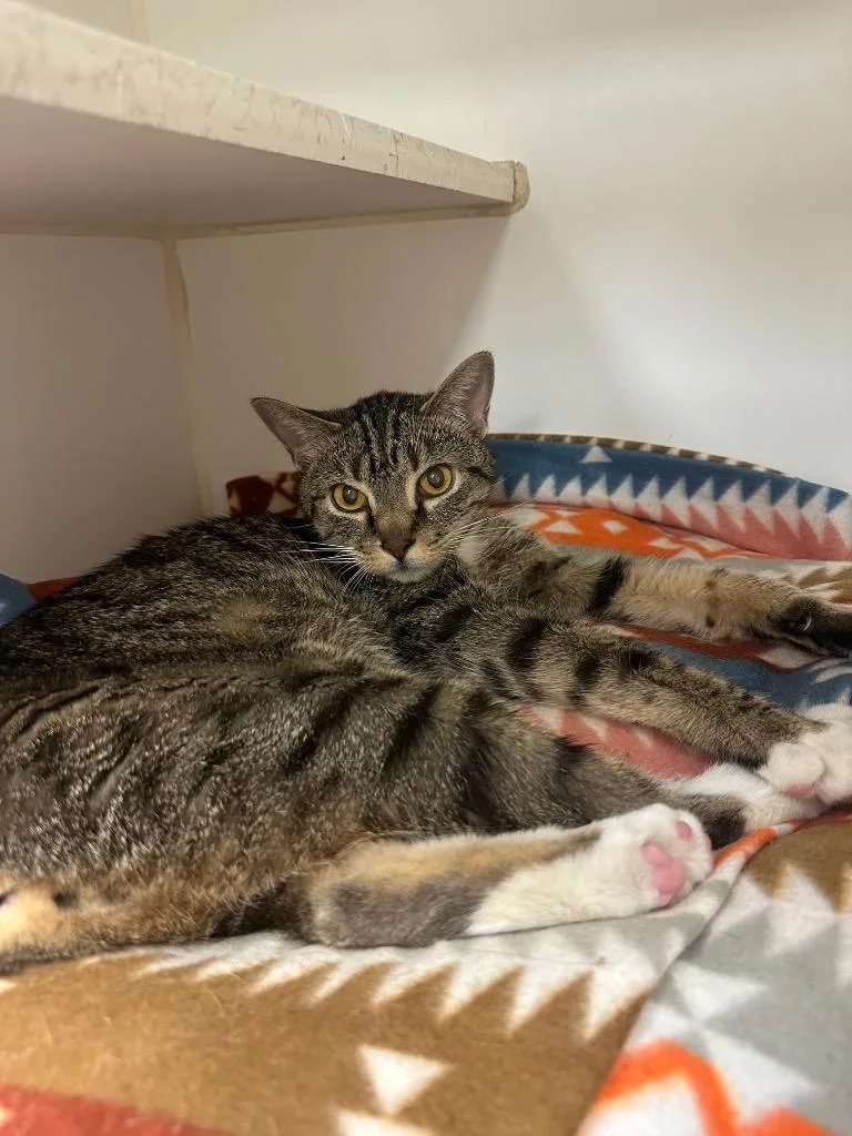 An adult medium-sized male Domestic Short Hair cat named Milton for adoption in Johnson City, TN